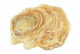 Clearance: Polished Aragonite Stalactite Slices & Sections - Pieces #288587-4